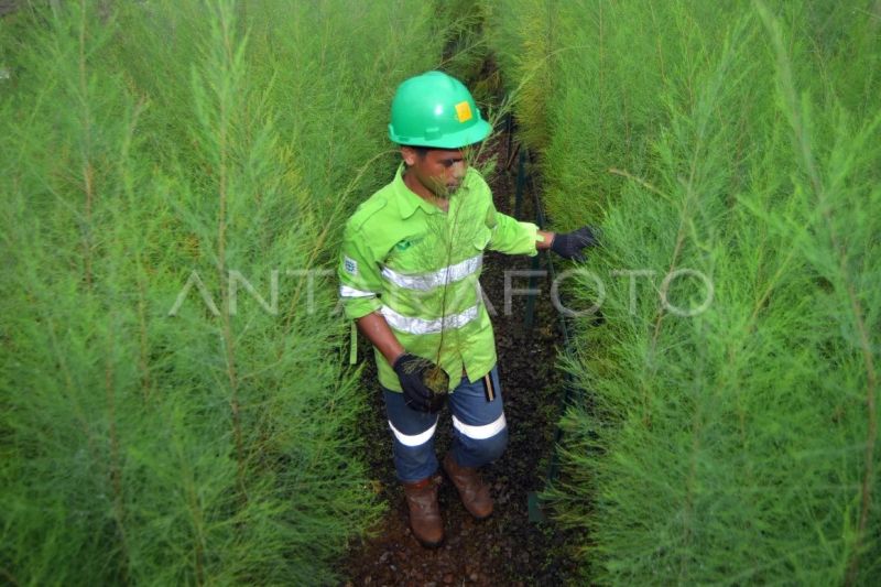 Pemulihan lahan pascatambang di Pulau Obi