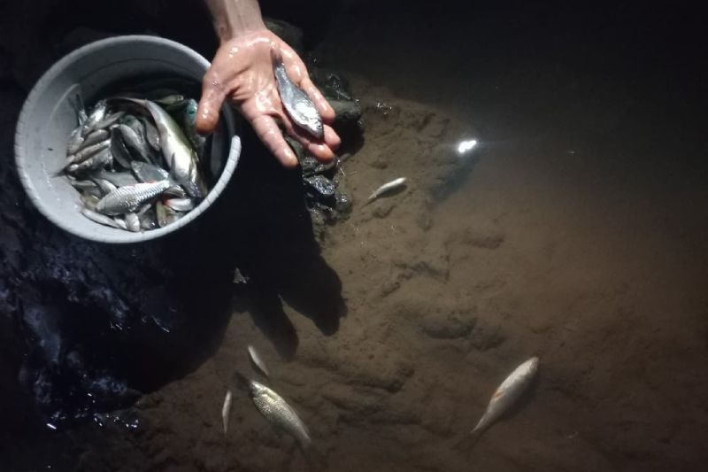 Ikan-ikan di Sungai Cikembang Manonjaya mati picu kekhawatiran warga