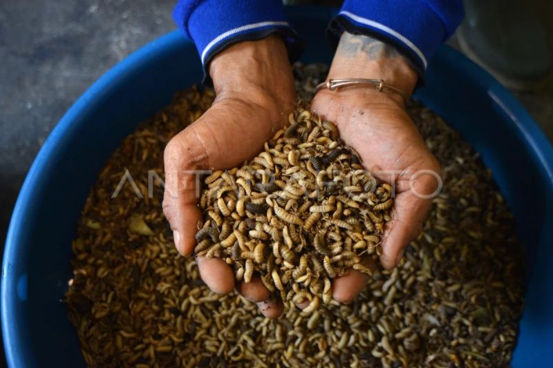 Pengolahan sampah organik di Padang