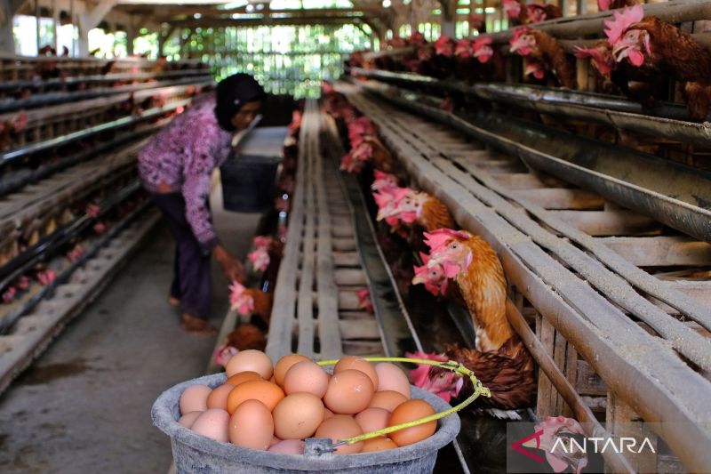 BPS catat harga telur ayam ras naik di 175 kabupaten/kota