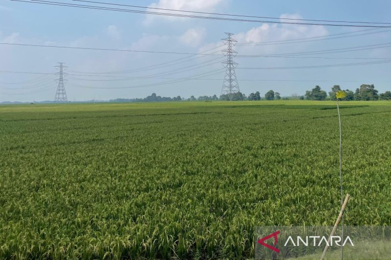 Distan sebut jumlah panen padi di Cirebon melampaui target