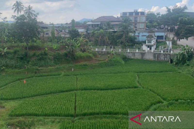 DTPHPKP Cianjur mencatat hasil panen padi petani capai 630 ribu ton
