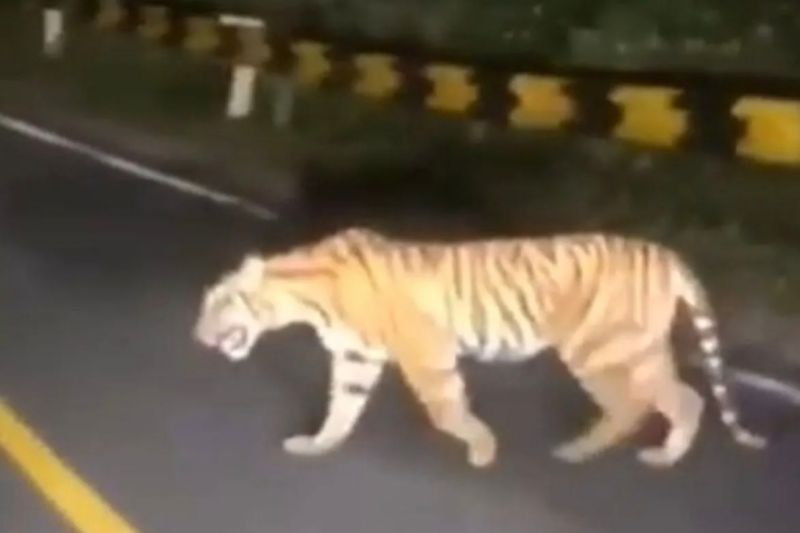 Polsek Semaka sebut video viral warga dimangsa harimau di Tanggamus hoaks - ANTARA News Lampung