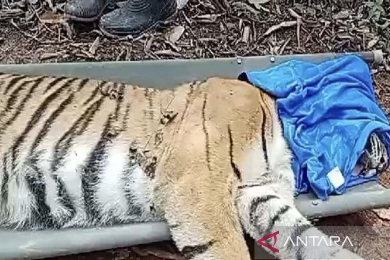 Hoaks! Video warga dimangsa harimau di TNBBS Lampung viral di medsos ternyata tipuan