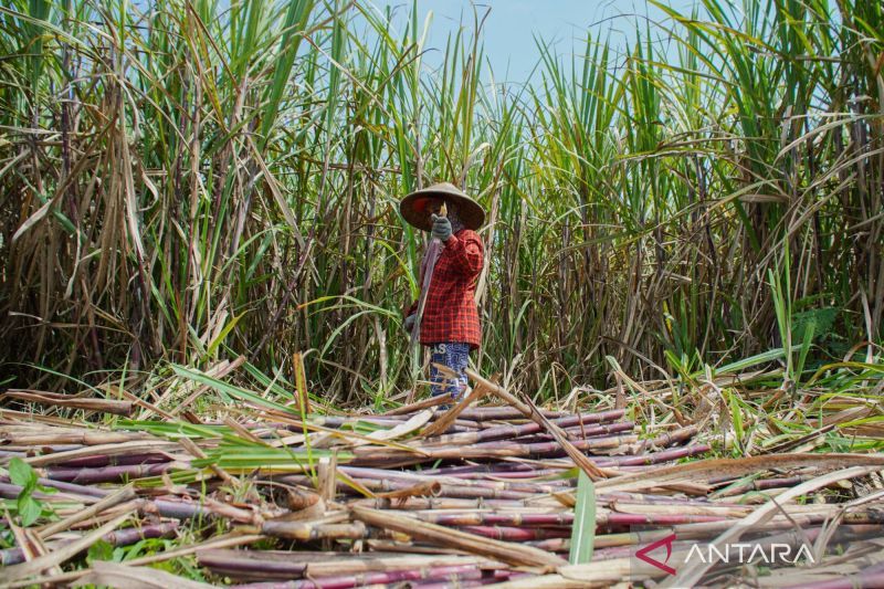 Indonesia targets 3 million tons of sugar output by 2026
