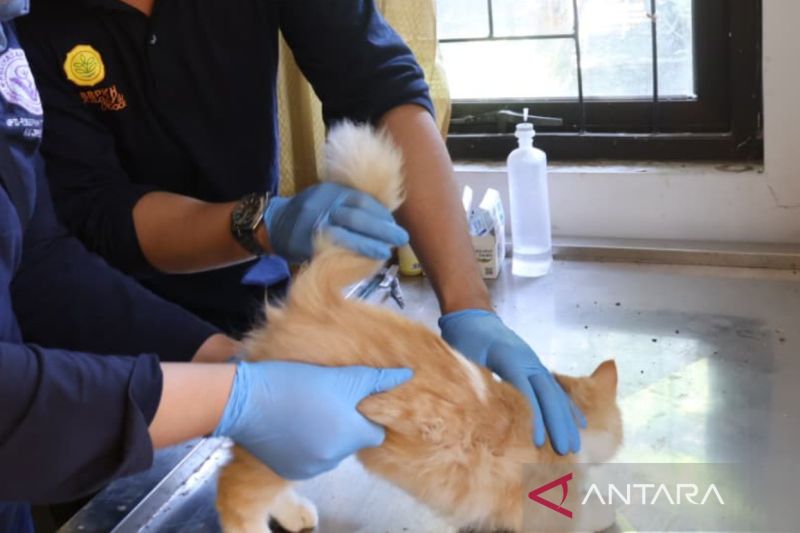 Distan Cirebon gencarkan vaksinasi rabies mencegah penularan penyakit
