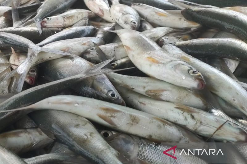 Pemkab Kuningan fokus mengembangkan perikanan budidaya pada 2025