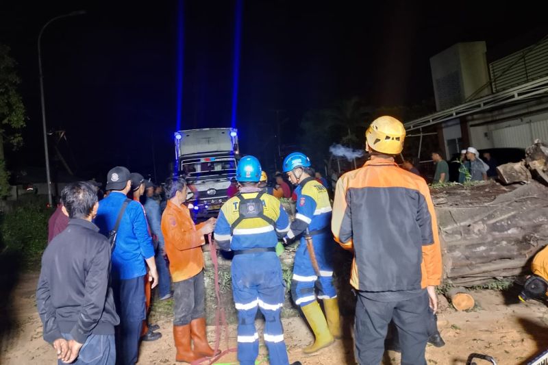 Tagana Tasikmalaya mengingatkan warga waspadai bahaya pohon tumbang