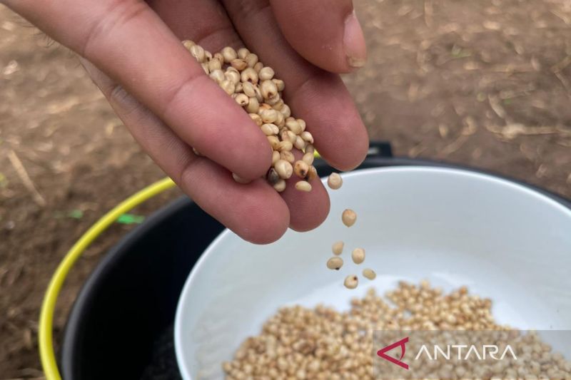 Distan Cirebon membantu petani kembangkan komoditas sorgum