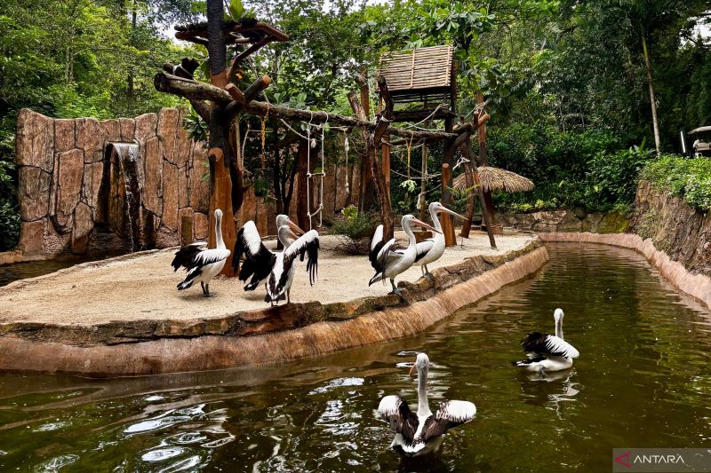 YMT siapkan revitalisasi Bandung Zoo jadi konservasi kelas dunia