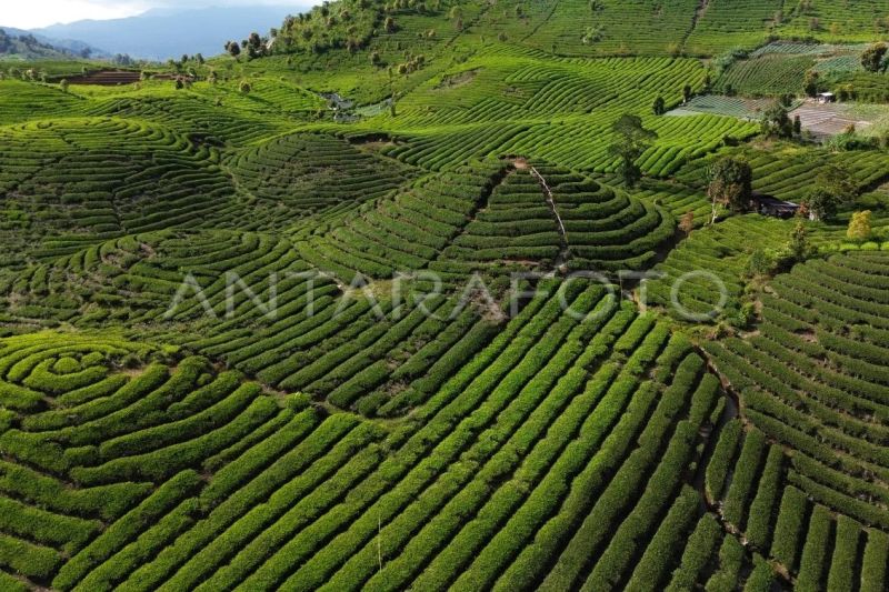 Kawasan wisata kebun teh di kaki Gunung Talang