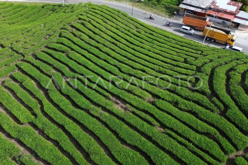 Kawasan wisata kebun teh di kaki Gunung Talang