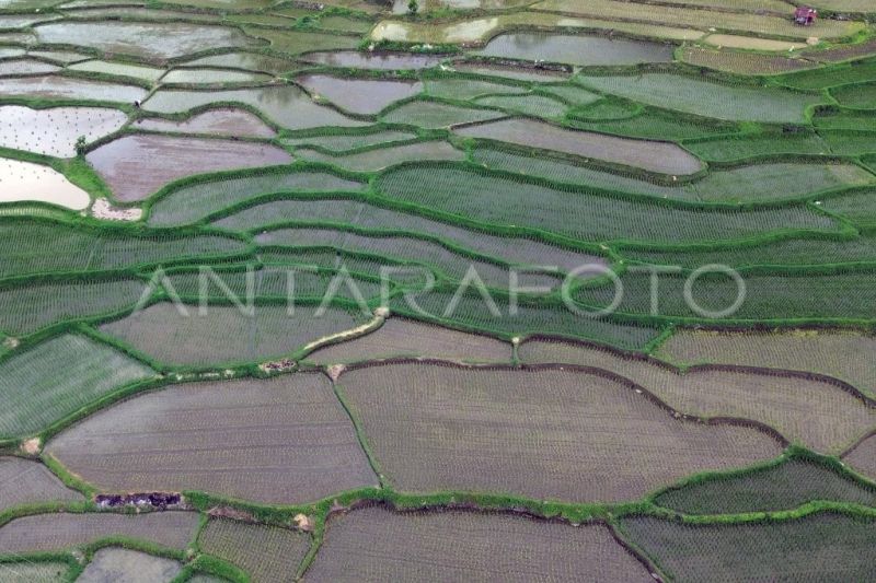 Optimasi lahan sawah di Tanah Datar