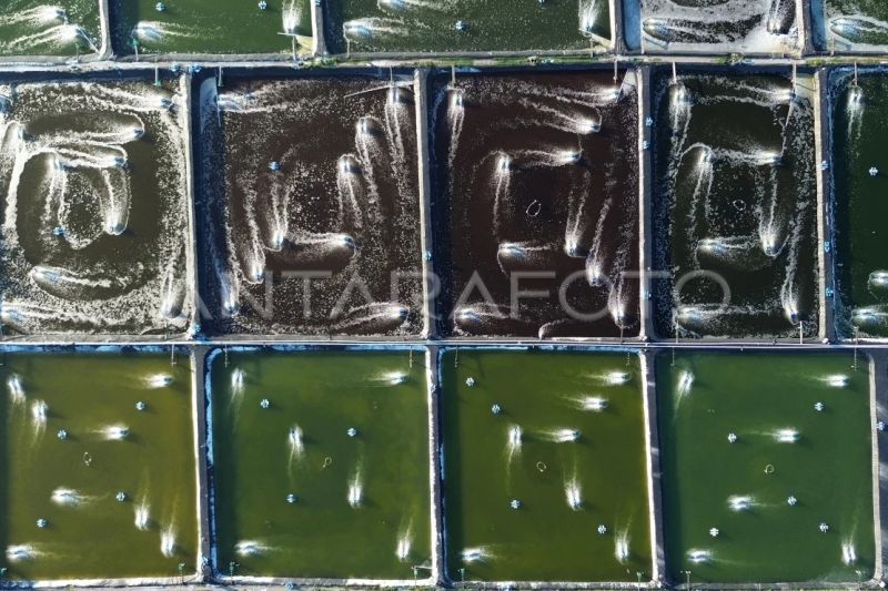 Proyeksi nilai pasar udang global naik dua kali lipat