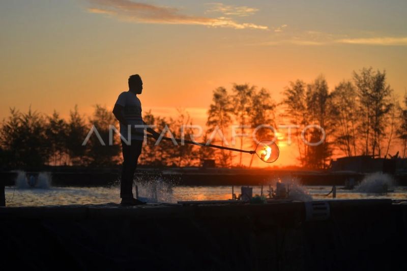 Proyeksi nilai pasar udang global naik dua kali lipat