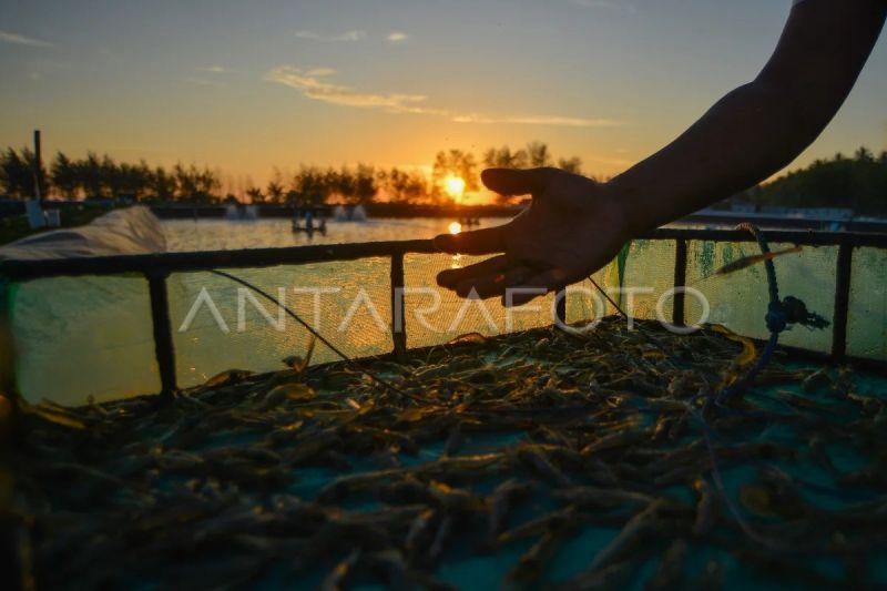 Proyeksi nilai pasar udang global naik dua kali lipat