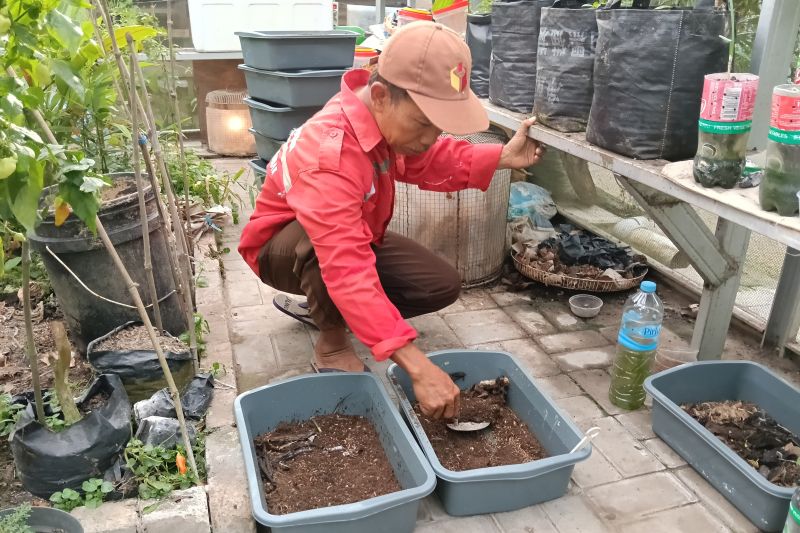 Maggot Si Belatung Pendukung Ketahanan Pangan Mandiri Berbasis Pekarangan