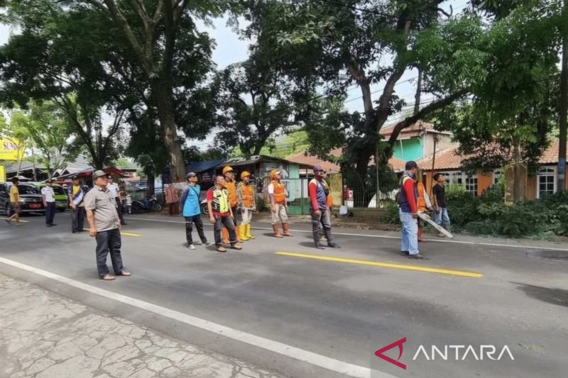 DLH Cianjur memangkas dan menebang pohon rawan tumbang di jalur utama