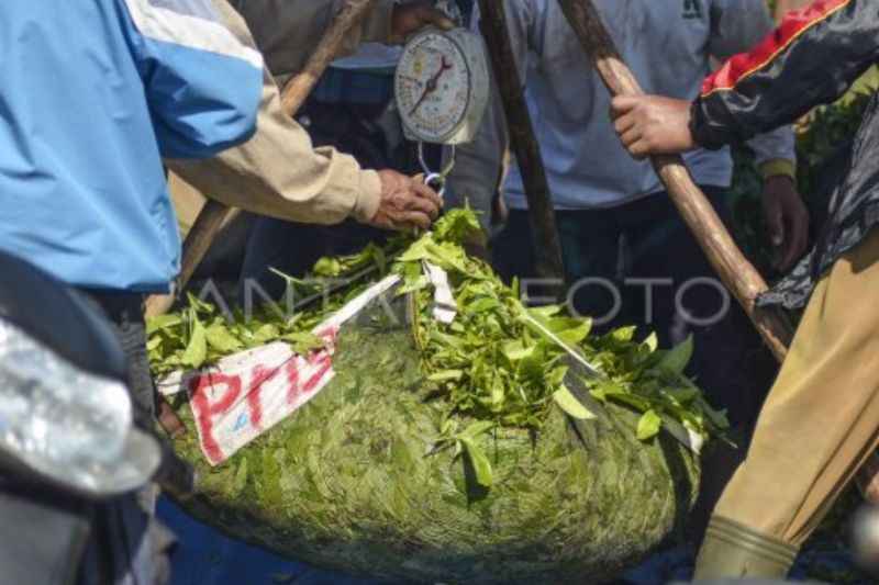 Wangi emas hijau dari kaki Gunung Kerinci