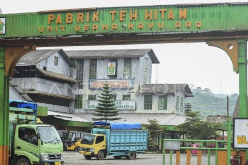 Wangi emas hijau dari kaki Gunung Kerinci