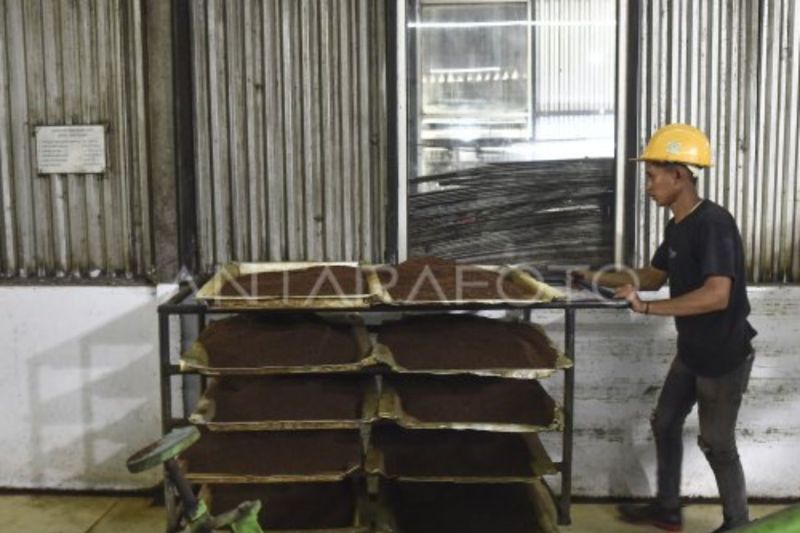 Wangi emas hijau dari kaki Gunung Kerinci