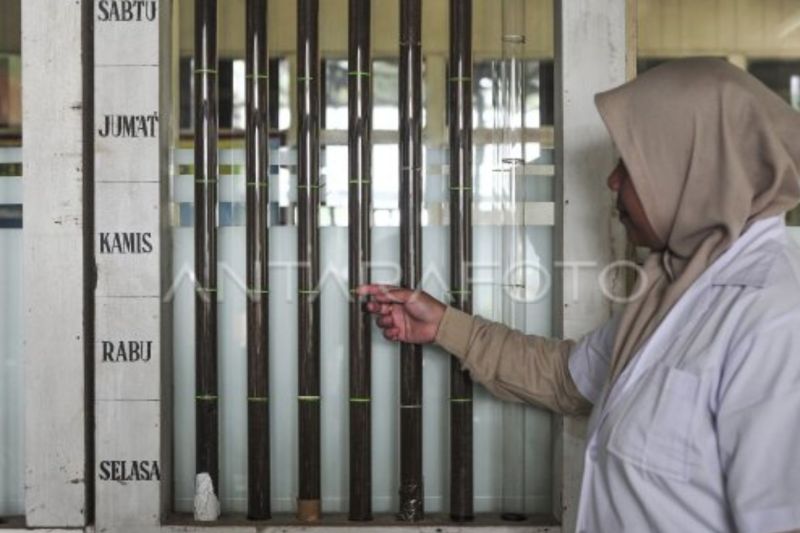 Wangi emas hijau dari kaki Gunung Kerinci