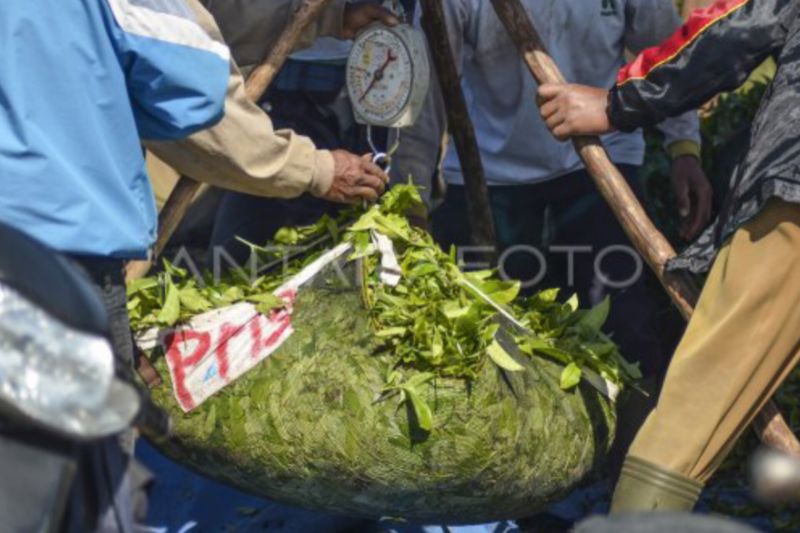 Wangi emas hijau dari kaki Gunung Kerinci