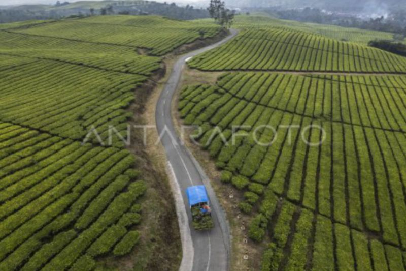 Wangi emas hijau dari kaki Gunung Kerinci