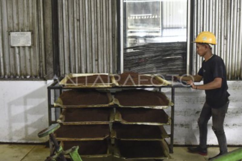 Wangi emas hijau dari kaki Gunung Kerinci