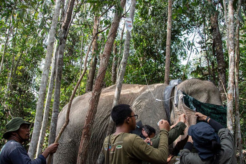 BBKSDA Riau pasang GPS collar pada gajah liar di Tesso Tenggara