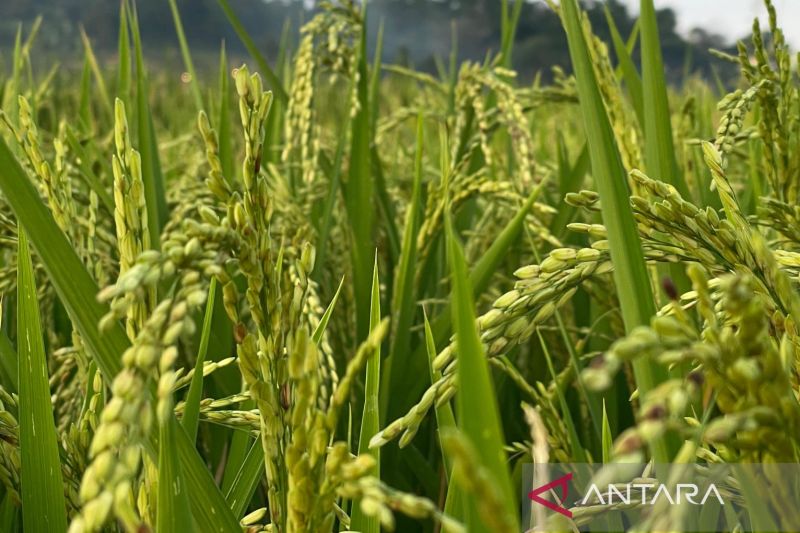 Diskatan Kuningan klaim program SLT dongkrak produktivitas padi