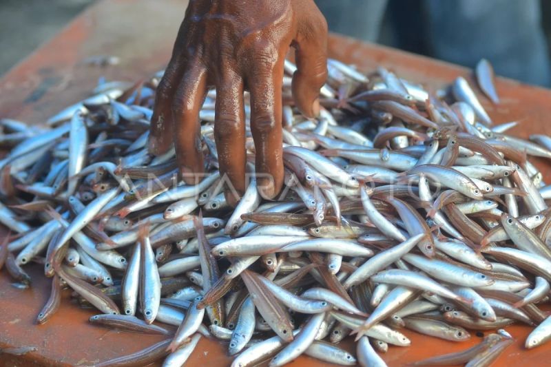 Angka konsumsi ikan meningkat di Padang