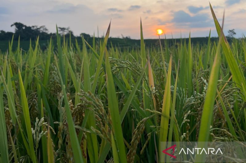Diskatan Kuningan menargetkan produksi padi surplus 120 ribu ton