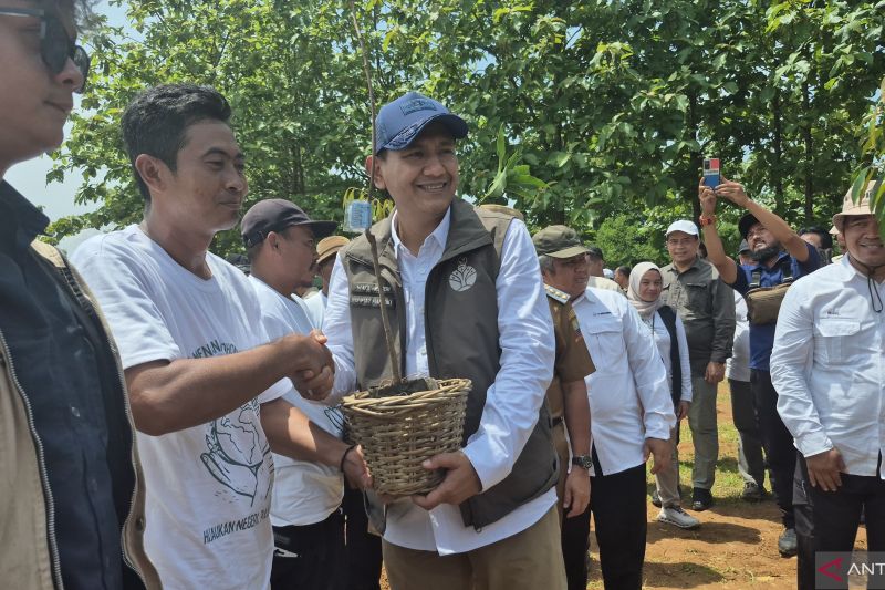 Kemenhut dorong kerja sama internasional guna rehabilitasi hutan