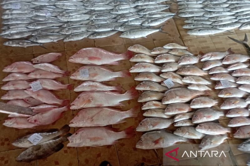 Diskanla Indramayu targetgetkan produksi perikanan capai 527 ribu ton