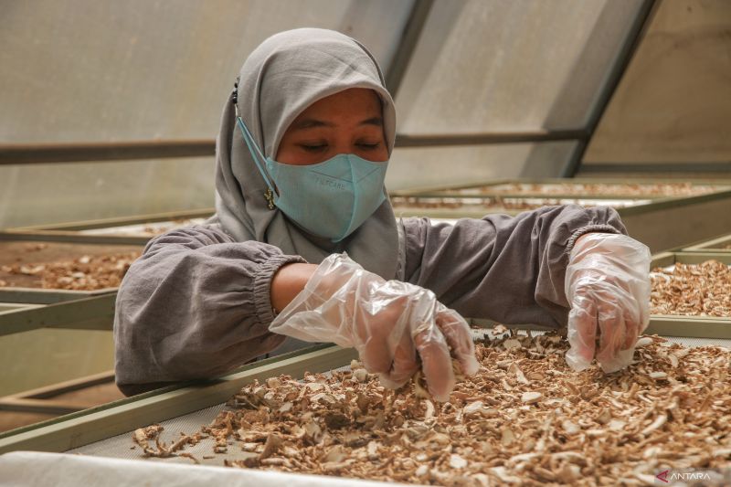 Pengolahan simplisia rempah