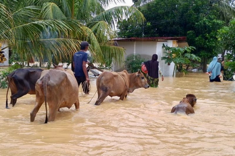 Indonesia prepares livestock recovery after Sumatra disasters
