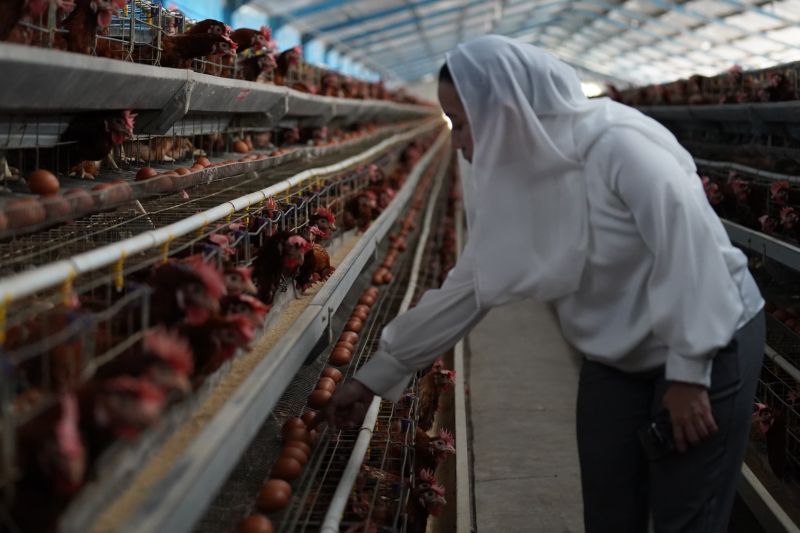 Keren, BUMDrs di Belitung Timur produksi sendiri rak telur untuk peternak ayam