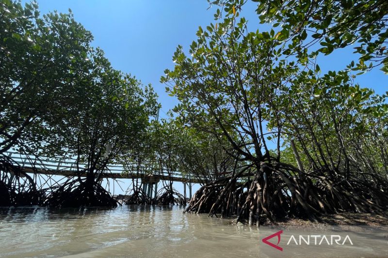 DLH Indramayu menggencarkan program konservasi mangrove di daerah pesisir
