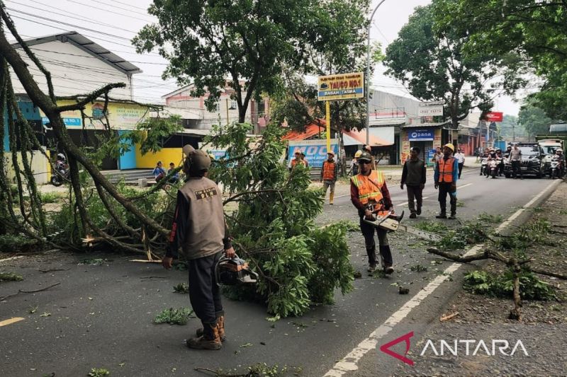 DLH Cianjur koordinasi bersama provinsi dan pusat pangkas pohon