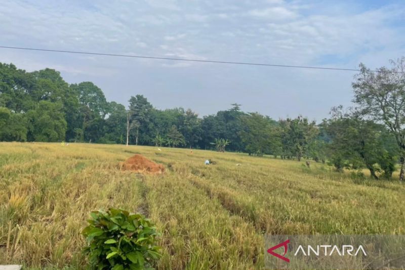 Distan Cirebon mengoptimalkan program perlindungan jaga sawah produktif