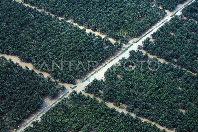 Kawasan perkebunan sawit di Pasaman Barat masih terendam banjir