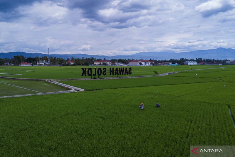 Alokasi Pupuk Subsidi Sumatera Barat