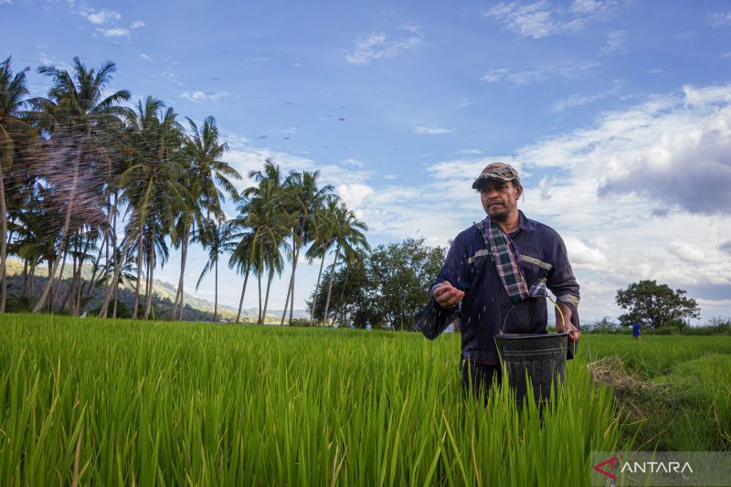 Penurunan HET Pupuk Subsidi