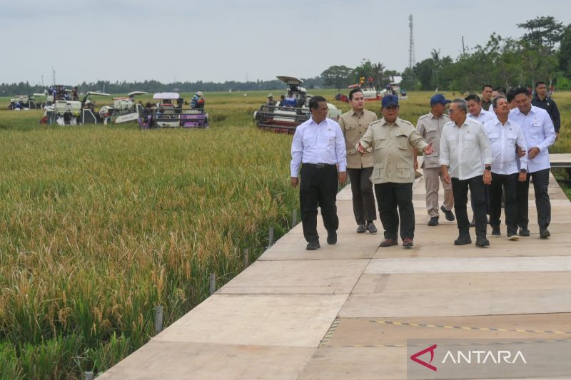 Bapanas: Surplus beras naik 243 persen saat RI swasembada