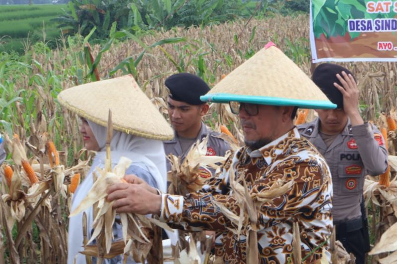 Bupati Cirebon: Program penanaman jagung pipil membantu ketahanan pangan