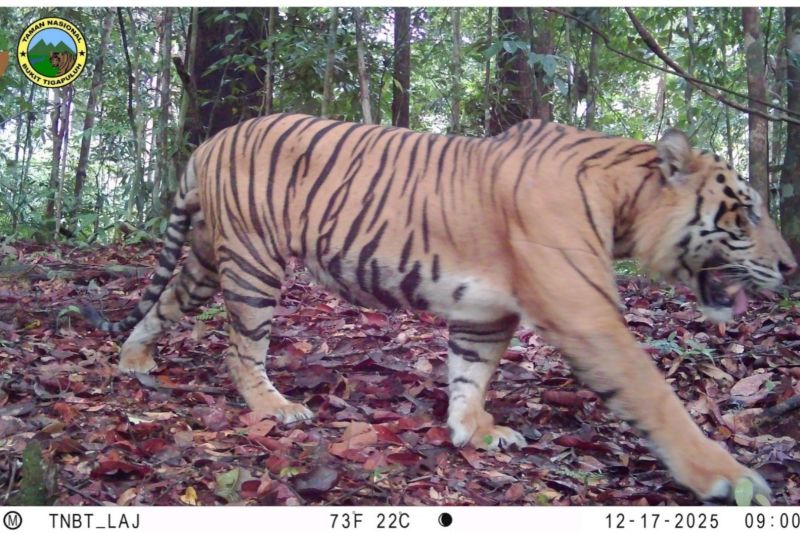 Four Sumatran tigers spotted as Bukit Tigapuluh ecosystem thrives