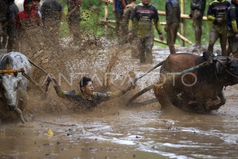 Pacu jawi awal tahun 2026