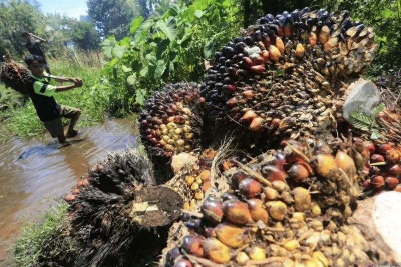 Awal tahun, Harga TBS kelapa sawit petani swadaya dan plasma di Riau naik