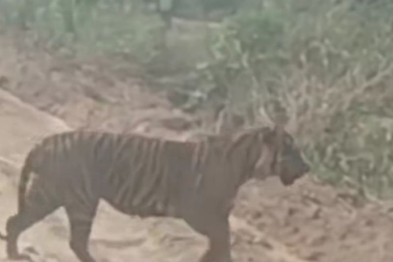 Ada kemunculan harimau di Jalur WIP Area Zamrud  PT BSP Dayun Siak, BB KSDA Riau respon begini